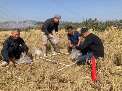 农技下乡助力秋粮颗粒归仓