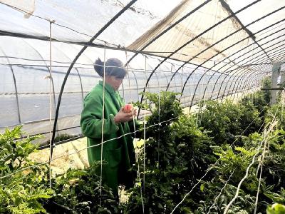 郧府新村：葡萄架下做足增收大文章