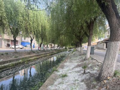 又到杨柳飞絮时——不止烦恼，亦有美好