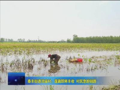 泰丰街道洪庙村：莲藕即将丰收  村民急盼销路