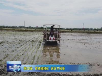 熊口镇：育秧插秧忙  织好丰收景