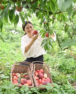 蜜桃成熟迎客来