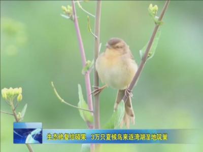 生态修复结硕果 3万只夏候鸟来返湾湖湿地筑巢