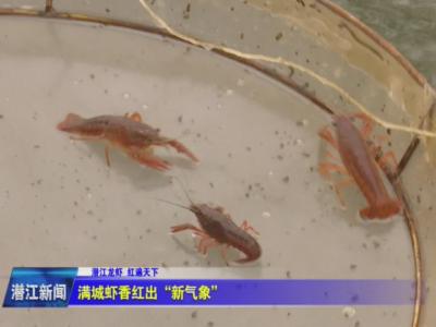 满城虾香红出“新气象”