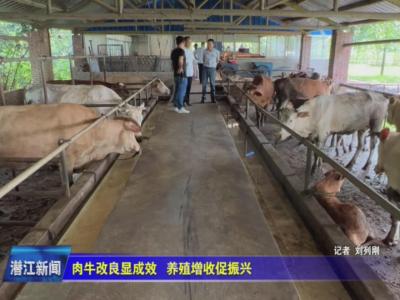 肉牛改良显成效  养殖增收促振兴