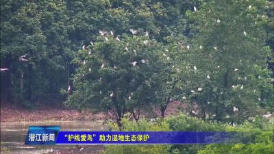 “护线爱鸟” 助力湿地生态保护