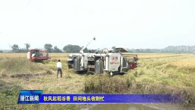秋风起稻谷香  田间地头收割忙