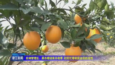 后湖管理区：果冻橙迎来丰收季 村民忙着收获金秋的喜悦