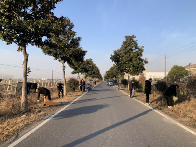 周矶管理区：清洁家园 喜迎新春