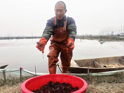 冬季龙虾俏