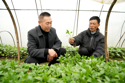 把脉问诊 助农增收
