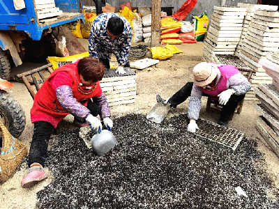 解码“春耕密码”：数字赋能+生态循环构建绿色农业新气象