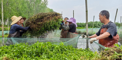 稀草行动 为鳝鱼产业注入活力
