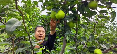 翠玉梨盈枝 果农笑收“甜蜜季”