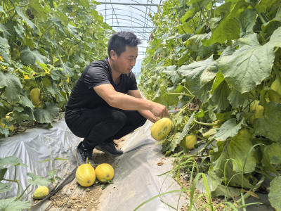 “甜蜜经济”赋能乡村振兴
