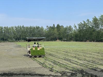 渔洋镇：机械化作业助力水稻优质高产