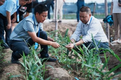 三大生姜种植技术成果亮相 江汉平原生姜产业迎新机