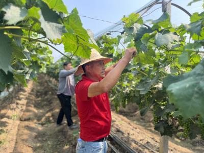 葡萄园里管护忙 甜蜜产业助农富