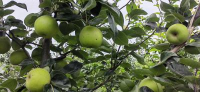 翠玉梨甜蜜丰收 果香四溢引客来