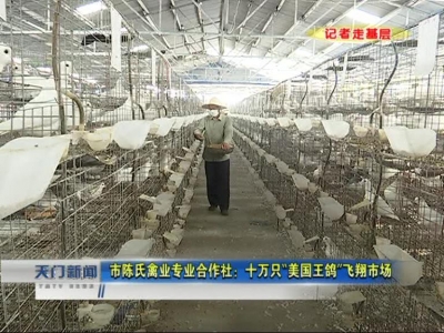 市陈氏禽业专业合作社：十万只“美国王鸽”飞翔市场 