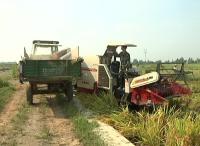 视频 |外媒看天门 我市水稻生产经验  上座《农民日报》头条 