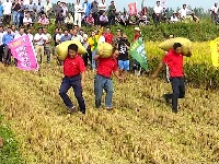 稻田收割测产