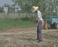 视频 | 张港镇移栽花菜4万余亩
