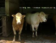 视频 | 能繁母牛将获财政补贴 每头补贴258元