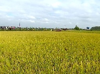 稻田收割测产