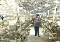 记者走基层  市陈氏禽业专业合作社：十万只“美国王鸽”飞翔市场
