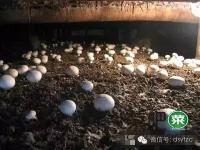 秸秆处理--扬州老板秸秆种蘑菇，一年卖出一个亿