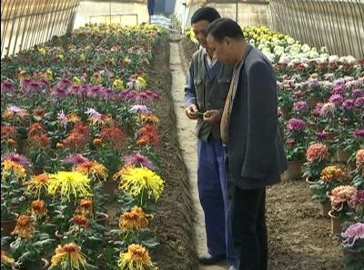 视频 |黄潭秋菊展 灾后花更艳