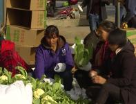 视频 | 记者走基层  张港花菜抢鲜上市 价格同比有所上涨