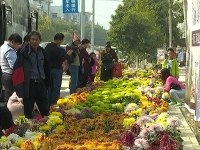 视频 | 蒋场镇举办首届菊文化节