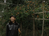 视频 |古稀老人罗浩志 柚子树种出金钱橘 