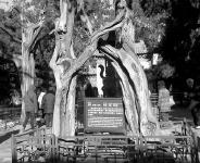 故宫里的古树名木 也是“国之瑰宝”