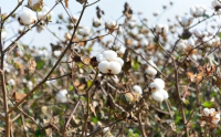 春播意向调查显示今年湖北省棉花种植面积有望回升