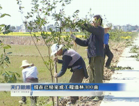 视频 |胡市镇今年将植树造林1000亩