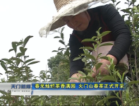 春光灿烂茶香满园 火门山春茶正式开采