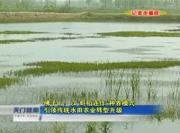 记者走基层 佛子山：以“虾稻连作”种养模式引领传统水田农业转型升级 