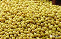 权威认证：张港花椰菜黄豆花生是富硒产品！