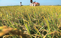 天门启动水稻大灾保险试点 为8000亩水稻购买保险
