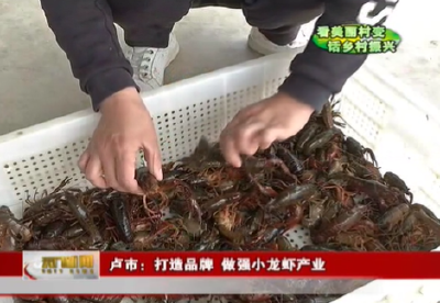 视频丨【看美丽村变 话乡村振兴】   卢市：打造品牌 做强小龙虾产业            