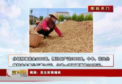 视频丨【图说天门】蒋湖：花生实现增收
