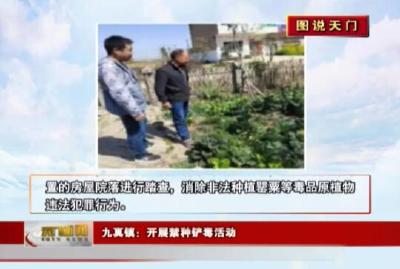  【图说天门】九真镇：开展禁种铲毒活动