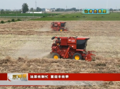 【记者走基层】 油菜收割忙 喜迎丰收季