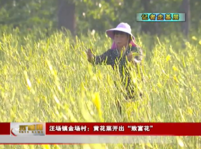 【记者走基层】汪场镇金场村：黄花菜开出“致富花”