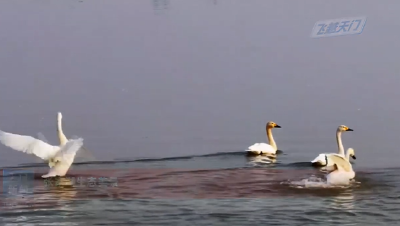 【飞越天门】张家湖生态美景