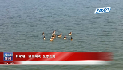 【飞越天门】  张家湖：候鸟蹁跹 生态之美