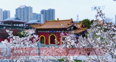 【飞越天门】樱花满枝头 春色惹人醉 